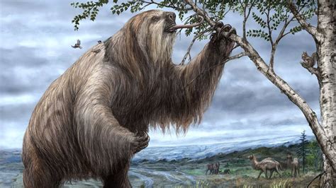 evolution sloth stages